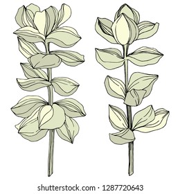 Vector Succulent floral botanical flower. Wild spring leaf wildflower isolated. Engraved ink art. Isolated succulents illustration element on white background.