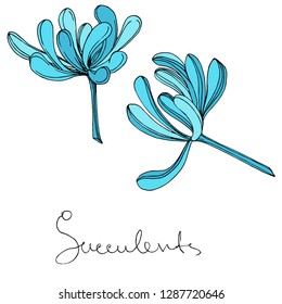 Vector Succulent floral botanical flower. Wild spring leaf wildflower isolated. Engraved ink art. Isolated succulents illustration element on white background.