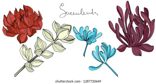 Vector Succulent floral botanical flower. Wild spring leaf wildflower isolated. Engraved ink art. Isolated succulents illustration element on white background.