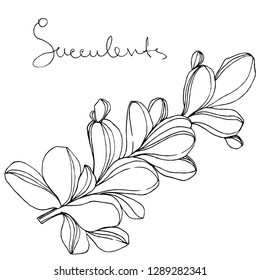 Vector Succulent floral botanical flower. Wild spring leaf wildflower isolated. Black and white engraved ink art. Isolated succulents illustration element on white background.