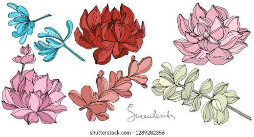 Vector Succulent floral botanical flower. Wild spring leaf wildflower isolated. Engraved ink art. Isolated succulents illustration element on white background.