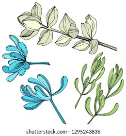 Vector Succulent floral botanical flower. Wild spring leaf wildflower isolated. Engraved ink art. Isolated succulents illustration element on white background.