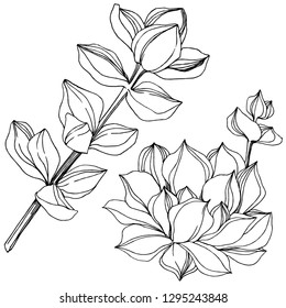 Vector Succulent floral botanical flower. Wild spring leaf wildflower isolated. Black and white engraved ink art. Isolated succulents illustration element on white background.