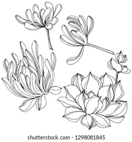 Vector Succulent floral botanical flower. Wild spring leaf wildflower isolated. Black and white engraved ink art. Isolated succulents illustration element on white background.