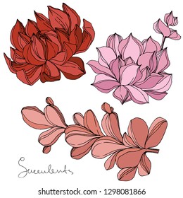Vector Succulent floral botanical flower. Wild spring leaf wildflower isolated. Engraved ink art. Isolated succulents illustration element on white background.