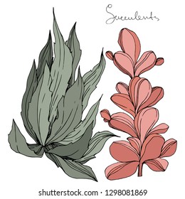 Vector Succulent floral botanical flower. Wild spring leaf wildflower isolated. Engraved ink art. Isolated succulents illustration element on white background.