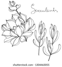 Vector Succulent floral botanical flower. Wild spring leaf wildflower isolated. Black and white engraved ink art. Isolated succulents illustration element on white background.