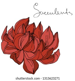 Vector Succulent floral botanical flower. Wild spring leaf wildflower isolated. Engraved ink art. Isolated succulents illustration element on white background.
