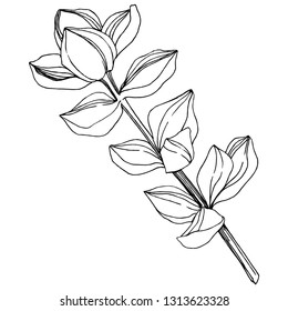 Vector Succulent floral botanical flower. Wild spring leaf wildflower isolated. Black and white engraved ink art. Isolated succulents illustration element on white background.