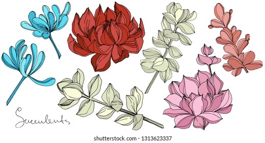 Vector Succulent floral botanical flower. Wild spring leaf wildflower isolated. Engraved ink art. Isolated succulents illustration element on white background.
