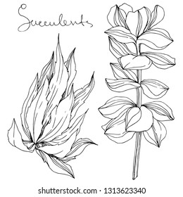 Vector Succulent floral botanical flower. Wild spring leaf wildflower isolated. Black and white engraved ink art. Isolated succulents illustration element on white background.