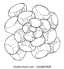 Vector succulent floral botanical flower. Wild spring leaf wildflower isolated. Black and white engraved ink art. Isolated succulents illustration element.