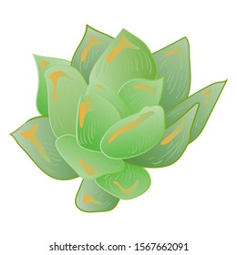 Vector Succulent floral botanical flower. Wild spring leaf wildflower isolated. Isolated succulents illustration element.