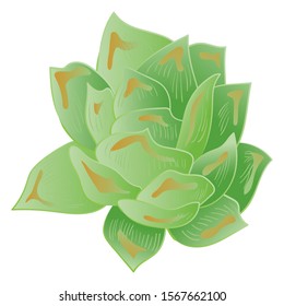 Vector Succulent floral botanical flower. Wild spring leaf wildflower isolated.  Isolated succulents illustration element.