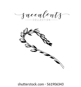Vector succulent. Hand drawn botanical art isolated on white background. Floral illustration. Decorated with lettering. Dessert plants cactus collection. Use for your design