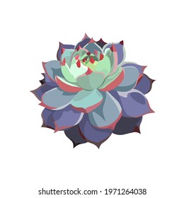 Vector Succulent named Echeveria Colorata on white isolated background, isolated on white isolated background Echeveria for prints, patterns, postcards, stickers, icons for social media, apps.