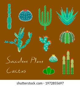 [Vector] Succulent plant cactuses illustration