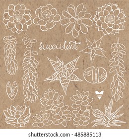 Vector succulent set. Elements isolated on kraft paper background. 