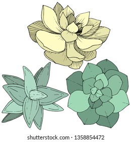 Vector Succulents floral botanical flower. Wild spring leaf wildflower isolated. Engraved ink art. Isolated succulents illustration element on whine background.