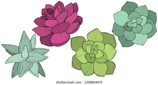 Vector Succulents floral botanical flower. Wild spring leaf wildflower isolated. Engraved ink art. Isolated succulents illustration element on whine background.