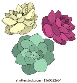Vector Succulents floral botanical flower. Wild spring leaf wildflower isolated. Engraved ink art. Isolated succulents illustration element on whine background.