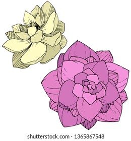 Vector Succulents floral botanical flower. Wild spring leaf wildflower isolated. Engraved ink art. Isolated succulents illustration element on whine background.