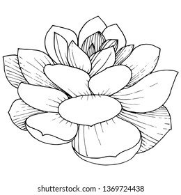 Vector Succulents floral botanical flower. Wild spring leaf wildflower isolated. Black and white engraved ink art. Isolated succulents illustration element.