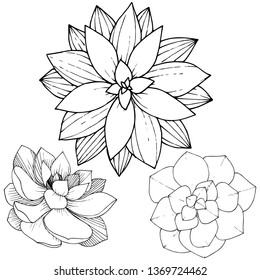 Vector Succulents floral botanical flower. Wild spring leaf wildflower isolated. Black and white engraved ink art. Isolated succulents illustration element.