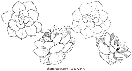 Vector Succulents floral botanical flower. Wild spring leaf wildflower isolated. Black and white engraved ink art. Isolated succulents illustration element.