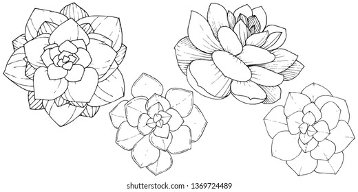 Vector Succulents floral botanical flower. Wild spring leaf wildflower isolated. Black and white engraved ink art. Isolated succulents illustration element.