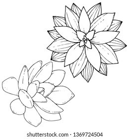 Vector Succulents floral botanical flower. Wild spring leaf wildflower isolated. Black and white engraved ink art. Isolated succulents illustration element.