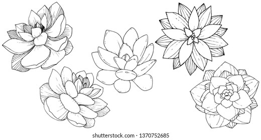 Vector Succulents floral botanical flower. Wild spring leaf wildflower isolated. Black and white engraved ink art. Isolated succulents illustration element.