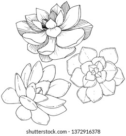 Vector Succulents floral botanical flower. Wild spring leaf wildflower isolated. Black and white engraved ink art. Isolated succulents illustration element.