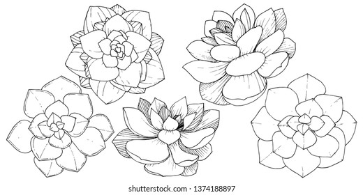 Vector Succulents floral botanical flower. Wild spring leaf wildflower isolated. Black and white engraved ink art. Isolated succulents illustration element.