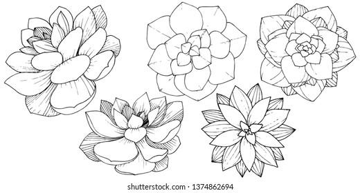 Featured image of post Succulent Illustration Black And White Here you can explore hq succulent plant transparent illustrations icons and clipart with filter setting like size type color etc