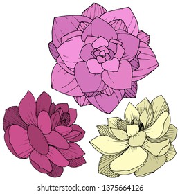 Vector Succulents floral botanical flower. Wild spring leaf wildflower isolated. Engraved ink art. Isolated succulents illustration element on whine background.