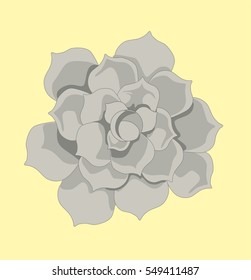 Vector succulents flowers 