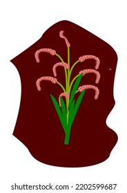 Vector succulents are used for illustrations consisting of succulents or small flowers, vases of flowers.