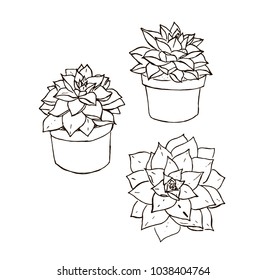 vector succulrnt line art