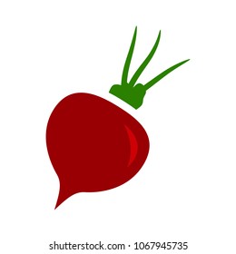 vector sugar Beet illustration isolated - healthy vegetable, nutrition icon - veggie food, vector beetroot