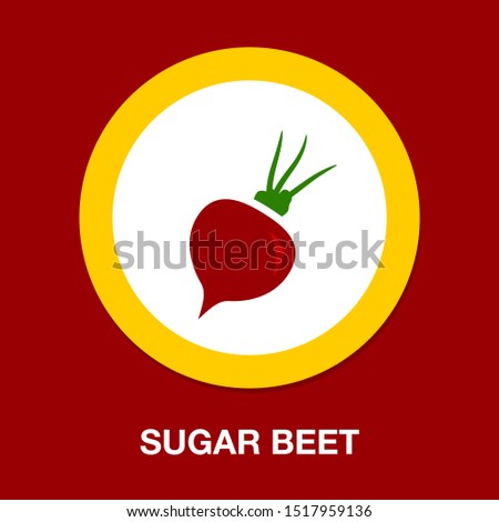 vector sugar Beet illustration isolated - healthy vegetable, nutrition icon - veggie food, vector beetroot