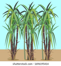 Vector of sugar cane plant.