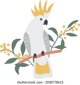 Vector Sulphur Crested Yellow Cockatoo Parrot with Australian Mimosa Wattle Branch