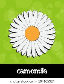 Vector summer background with flower (camomile)