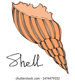 Vector Summer beach seashell tropical elements