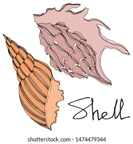 Vector Summer beach seashell tropical elements