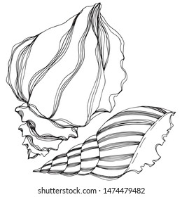 Vector Summer beach seashell tropical elements