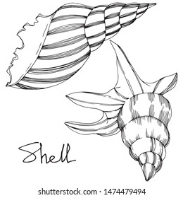Vector Summer beach seashell tropical elements