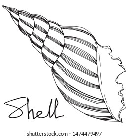 Vector Summer beach seashell tropical elements