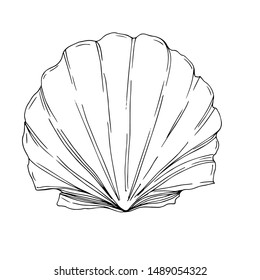 Vector Summer beach seashell tropical elements. Black and white engraved ink art. Isolated shells illustration element on white background.